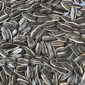 Sunflower seeds type361