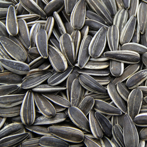 Sunflower seeds type601