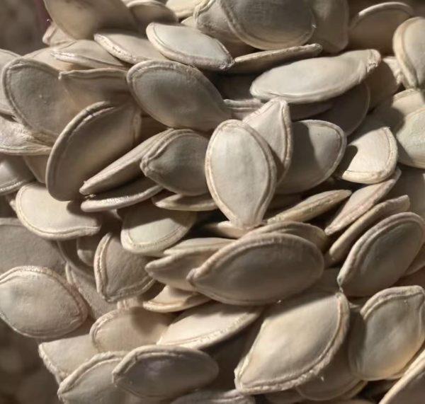 shineskin pumpkin seeds
