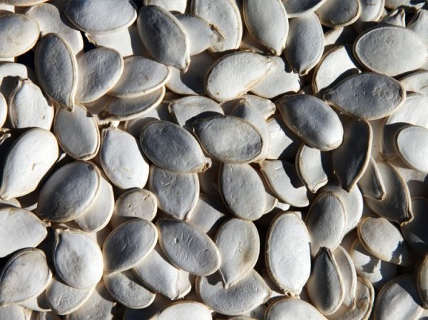 Snow white pumpkin seeds
