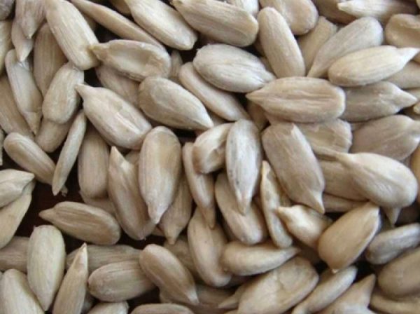 Bread grade sunflower